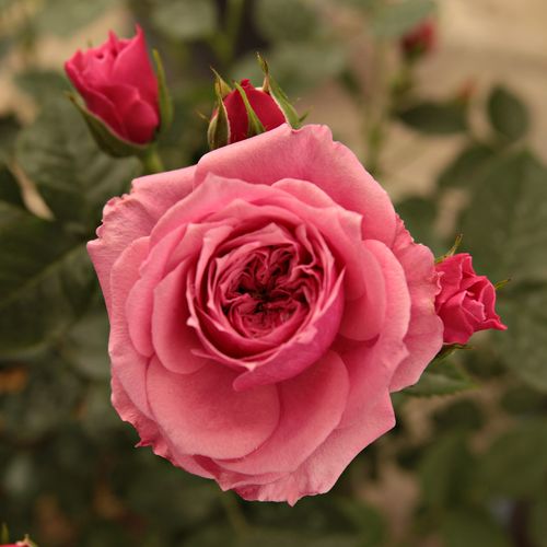 Rozen bestellen en bezorgen - Rosa Pink Babyflor® - zacht geurende roos - Stamroos – Kleine bloemen - roze - Hans Jürgen Everscompacte kroonvorm - 0